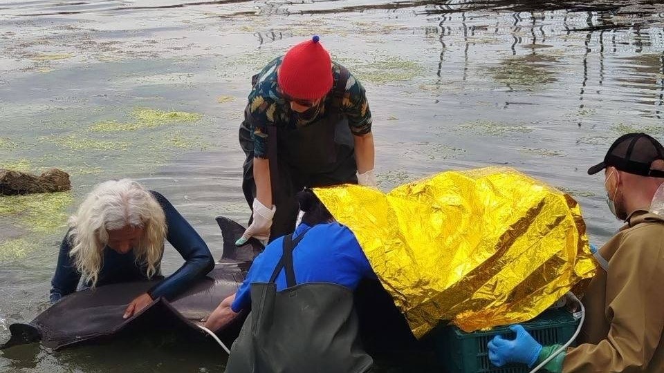 Мазут отравляет дельфинов Черного моря — трое погибли за неделю