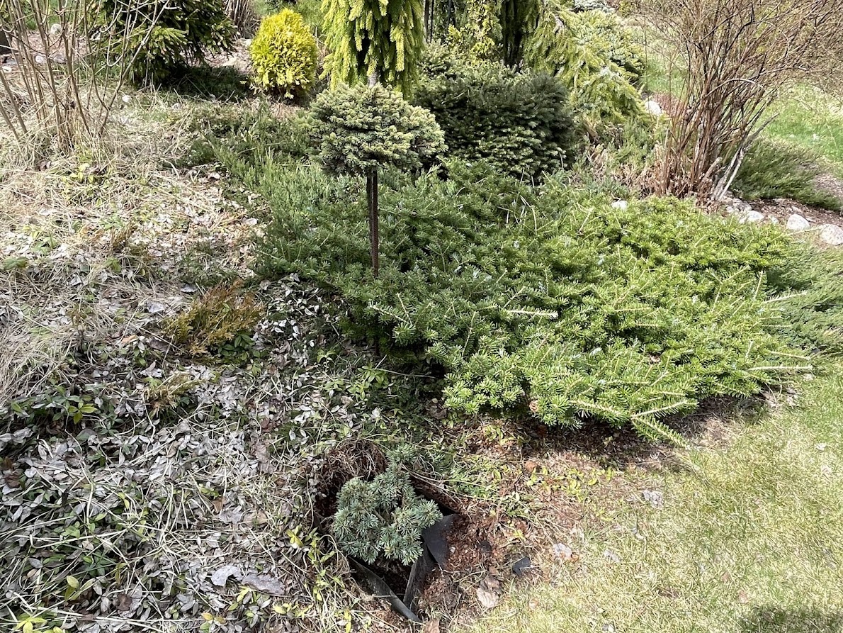  2026 Picea pungens Porcupine