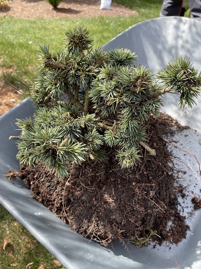  2026 Picea pungens Porcupine