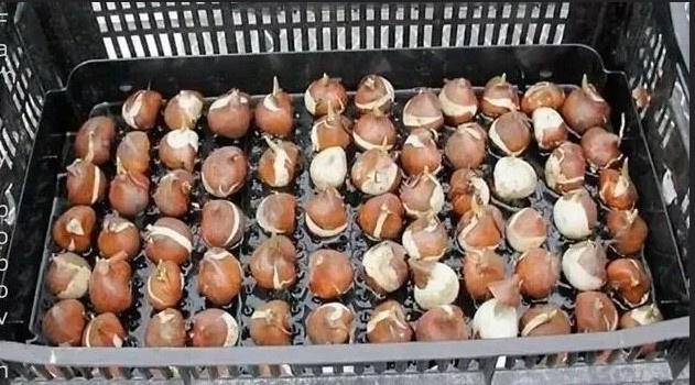 Для закладки луковиц важно проводить подкормки