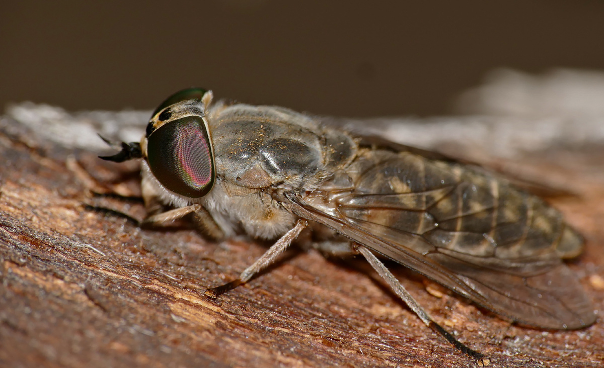 Слепень