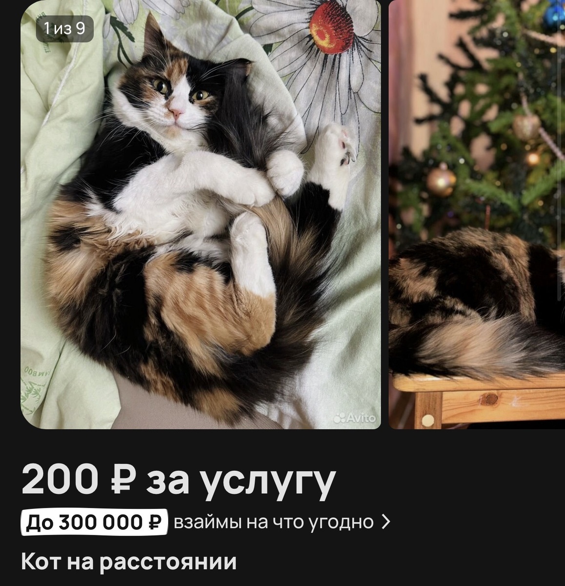 кот на расстоянии с авито за 200р в неделю за три ежедневных фото