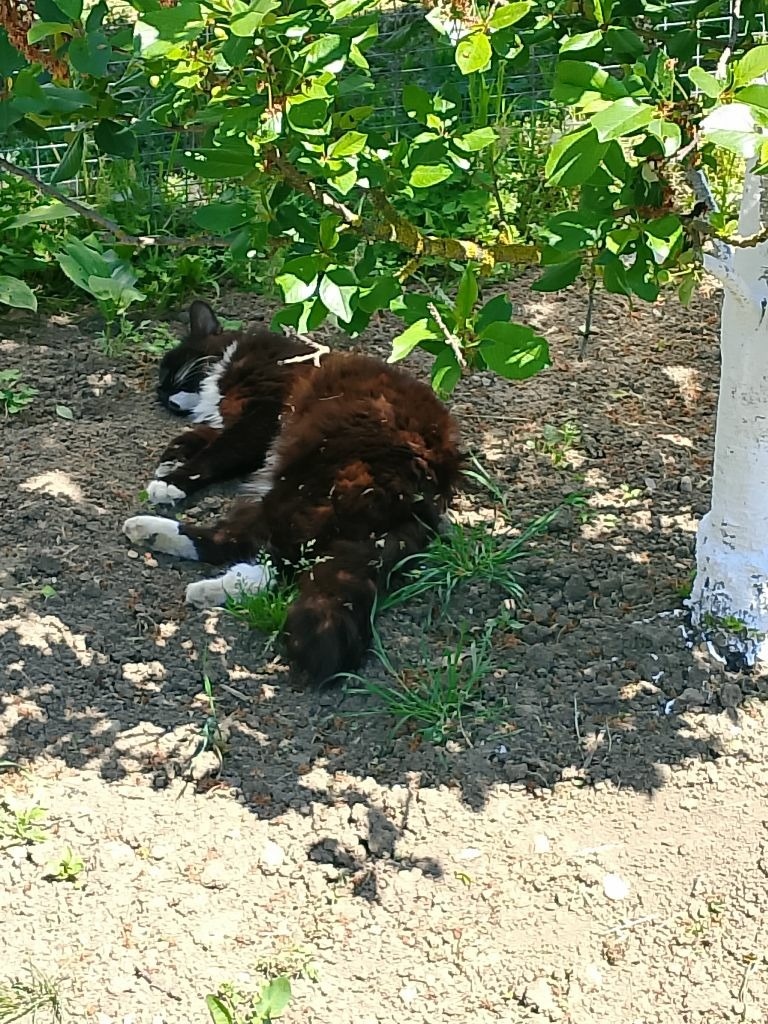 В тенёчке😻