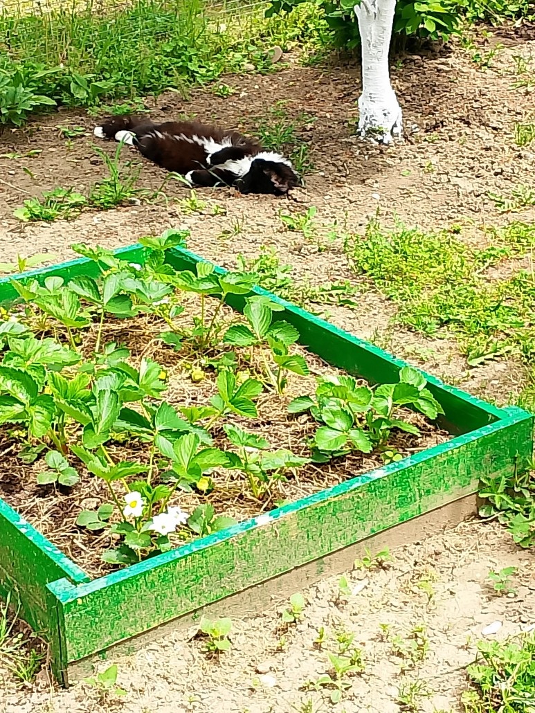 Расти клубничка!🍓