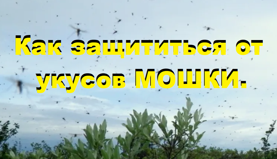 Как защититься от укусов мошки на природе. Действенные народные способы.