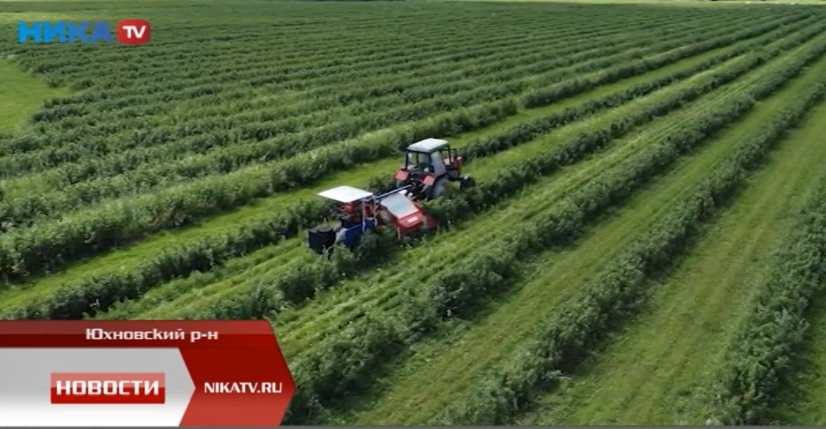 Российский комбайн на поле смородины