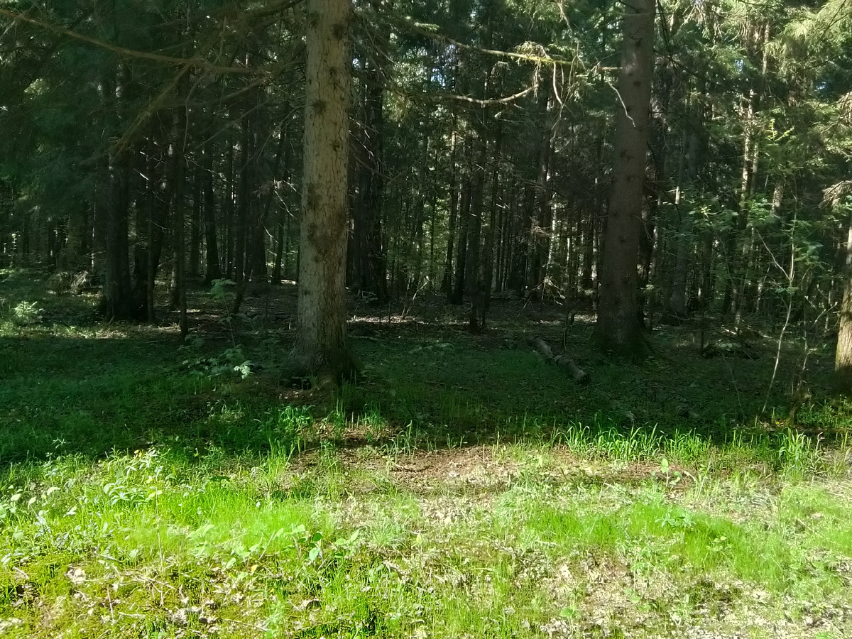 Подлесок