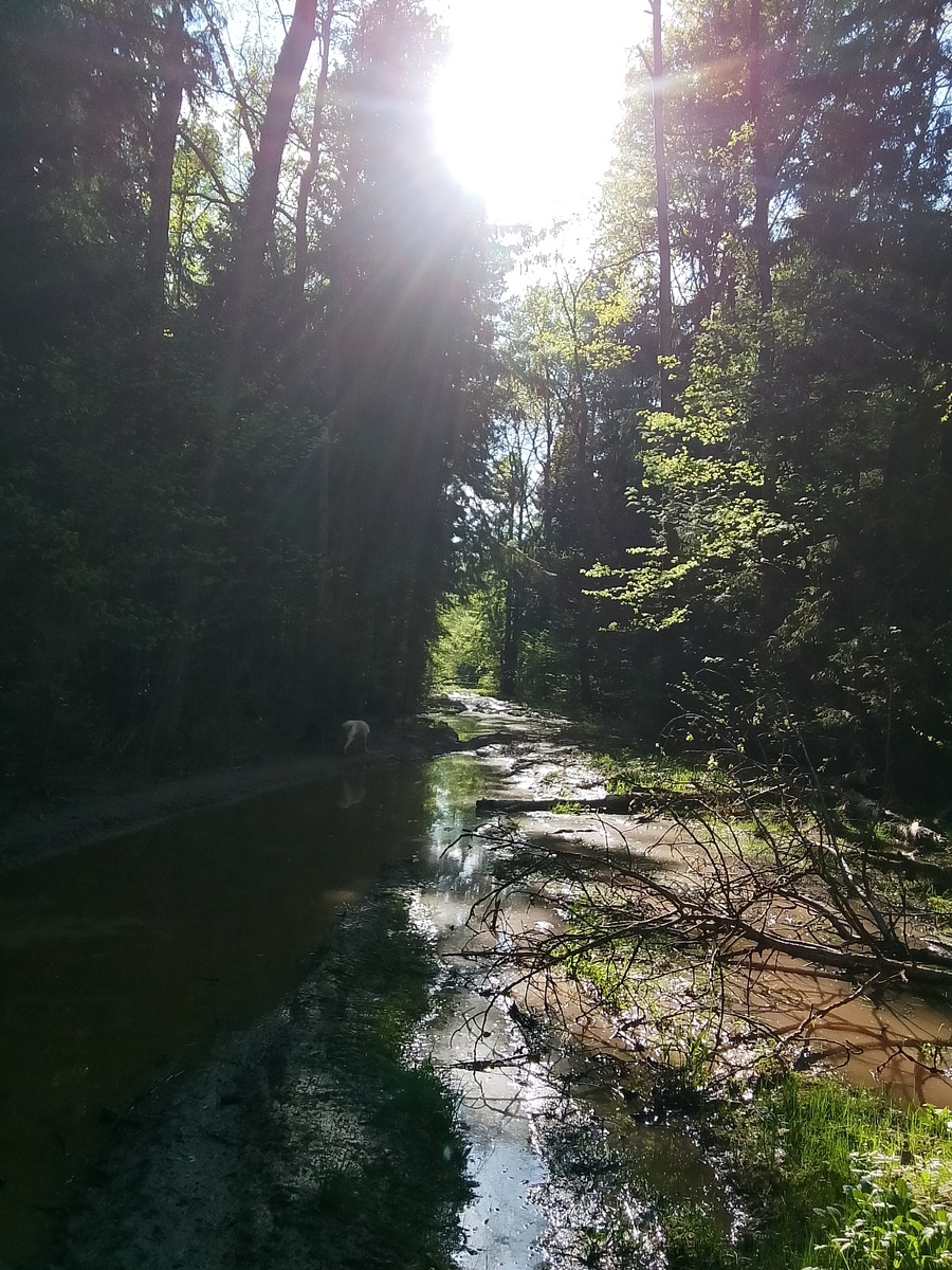 Вода в лесу держится дольше, чем в городе