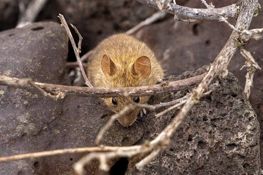 Caroline 0316 / Shutterstock📷Рисовый хомяк