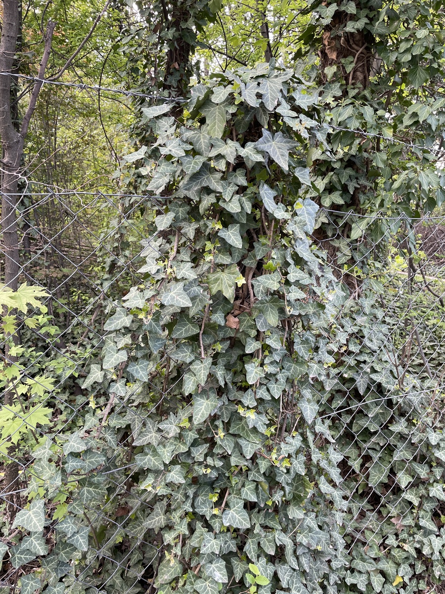 🌳 Плющ 