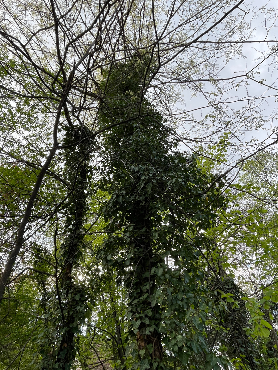 🌳 Плющ 