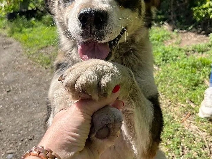 УМНИЦА, КРАСАВИЦА И ПРОСТО ИДЕАЛЬНАЯ СОБАКА — РОШЕЛЬ! 🐾🏠