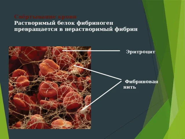 Как сворачивается кровь