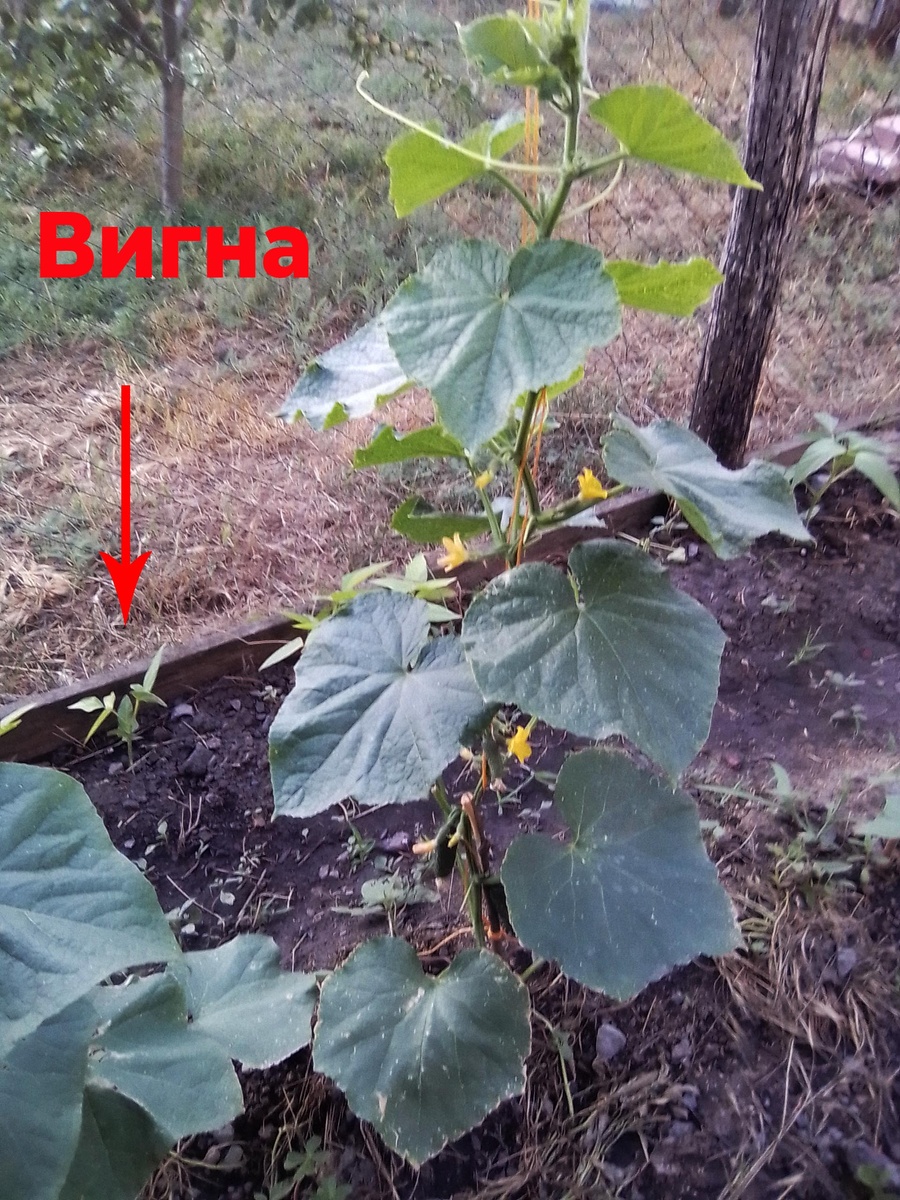 Поздно взошла