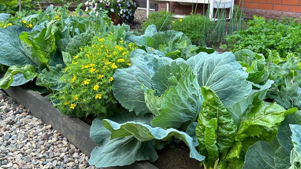 🌿 Смешанные посадки: как собрать большой урожай даже на маленьком участке