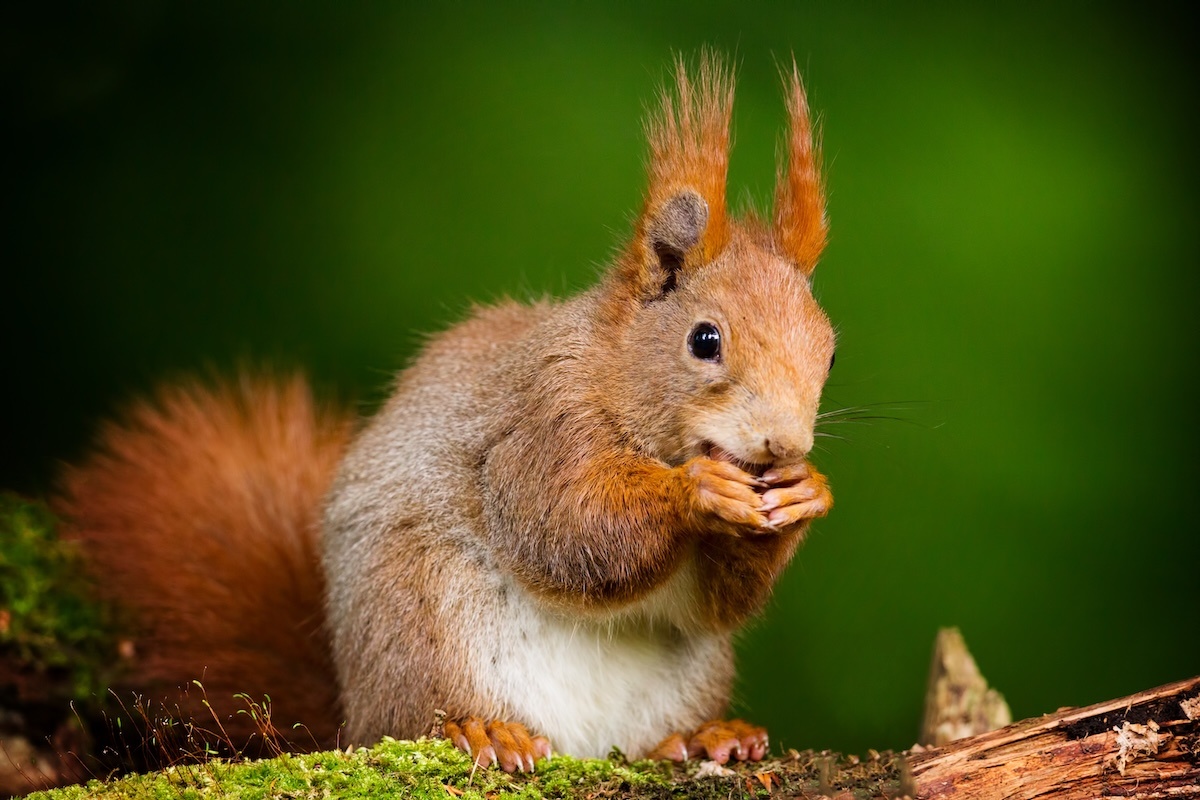 Фото с сайта: https://zoofest.ru/bestiary