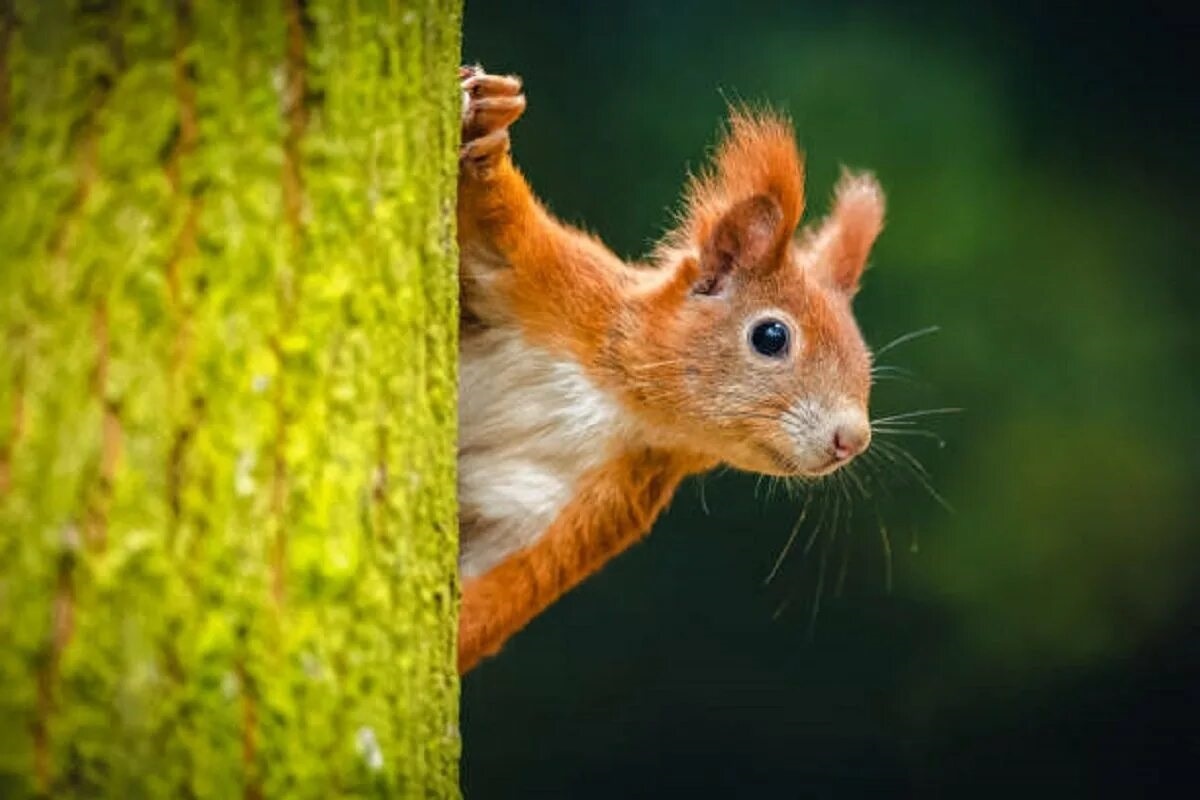 Фото с сайта: https://pokelevel.com/lukava+snejanka