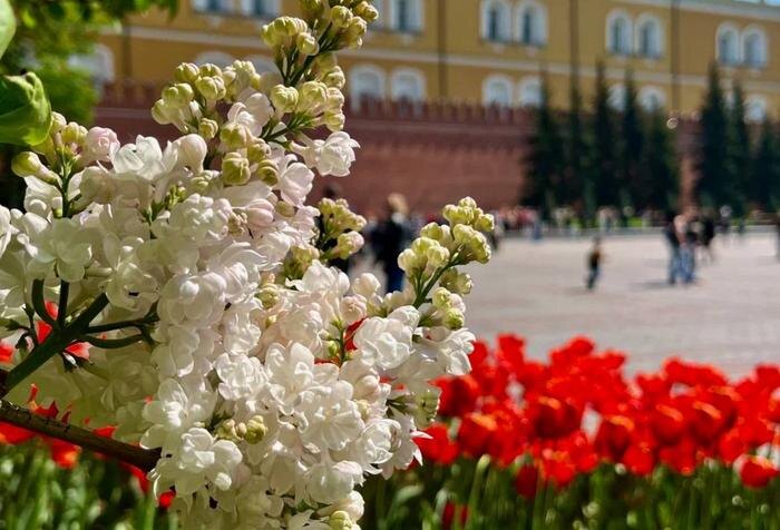 Территорию Кремля и Александровский сад украсили десятками тысяч цветов. Фото © Telegram / Управление делами Президента РФ