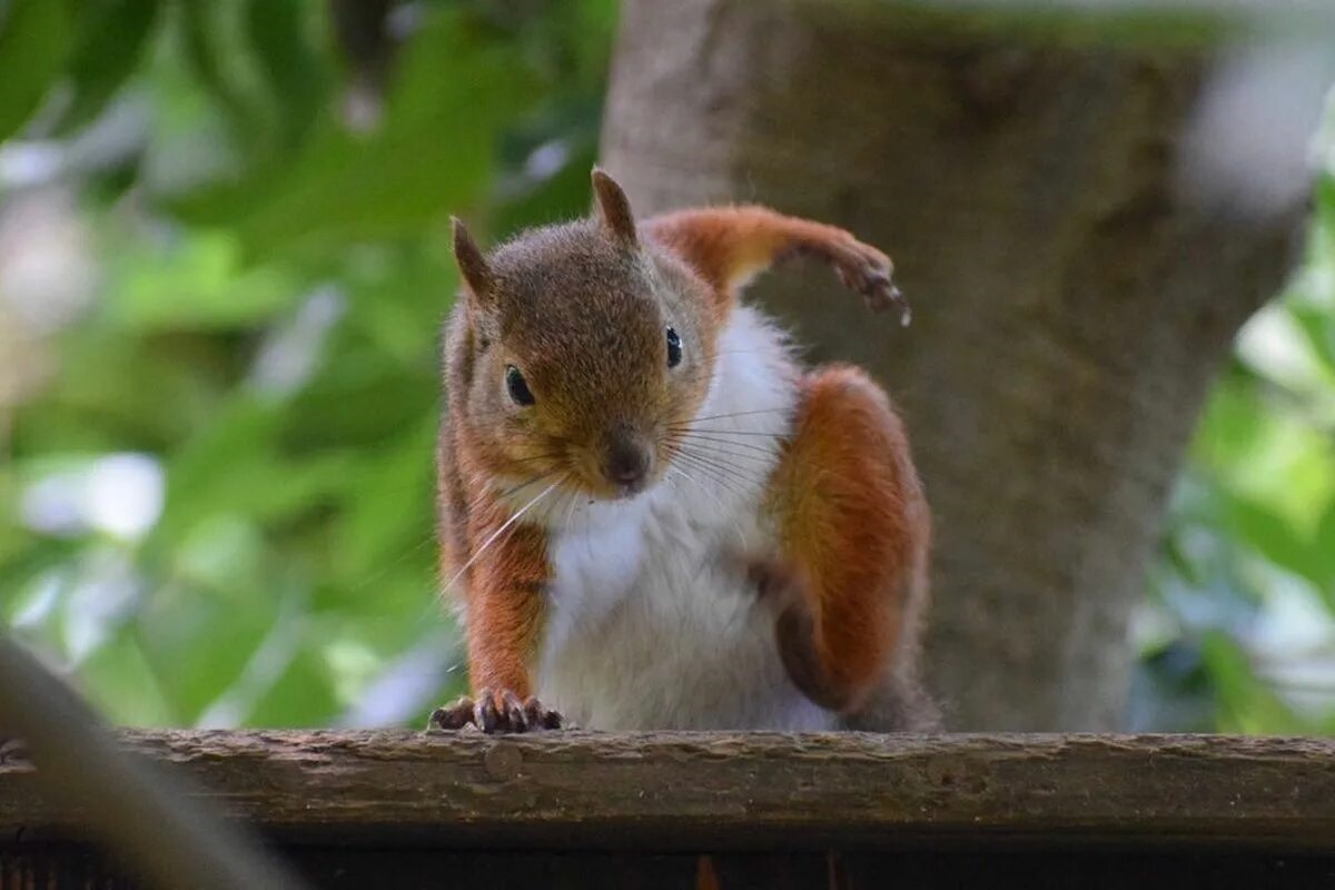 Фото с сайта: https://www.theverge.com/tldr/22169346/squirrels-superhero-pose-photos/comment/534338899