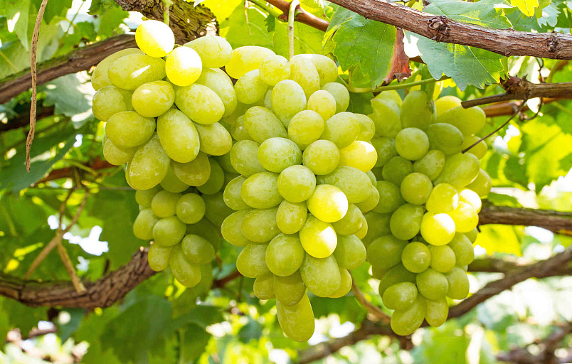 Чем подкормить виноград в начале лета для сладких кистей 🍇🌿