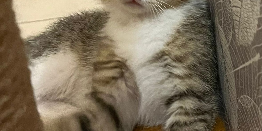 😺Дерзкая малютка Одри ищет дом🏡