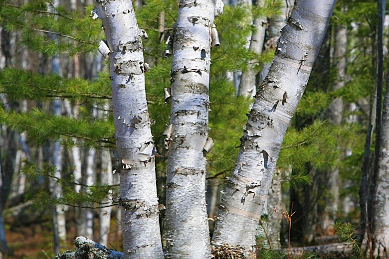 Яндекс Картинки