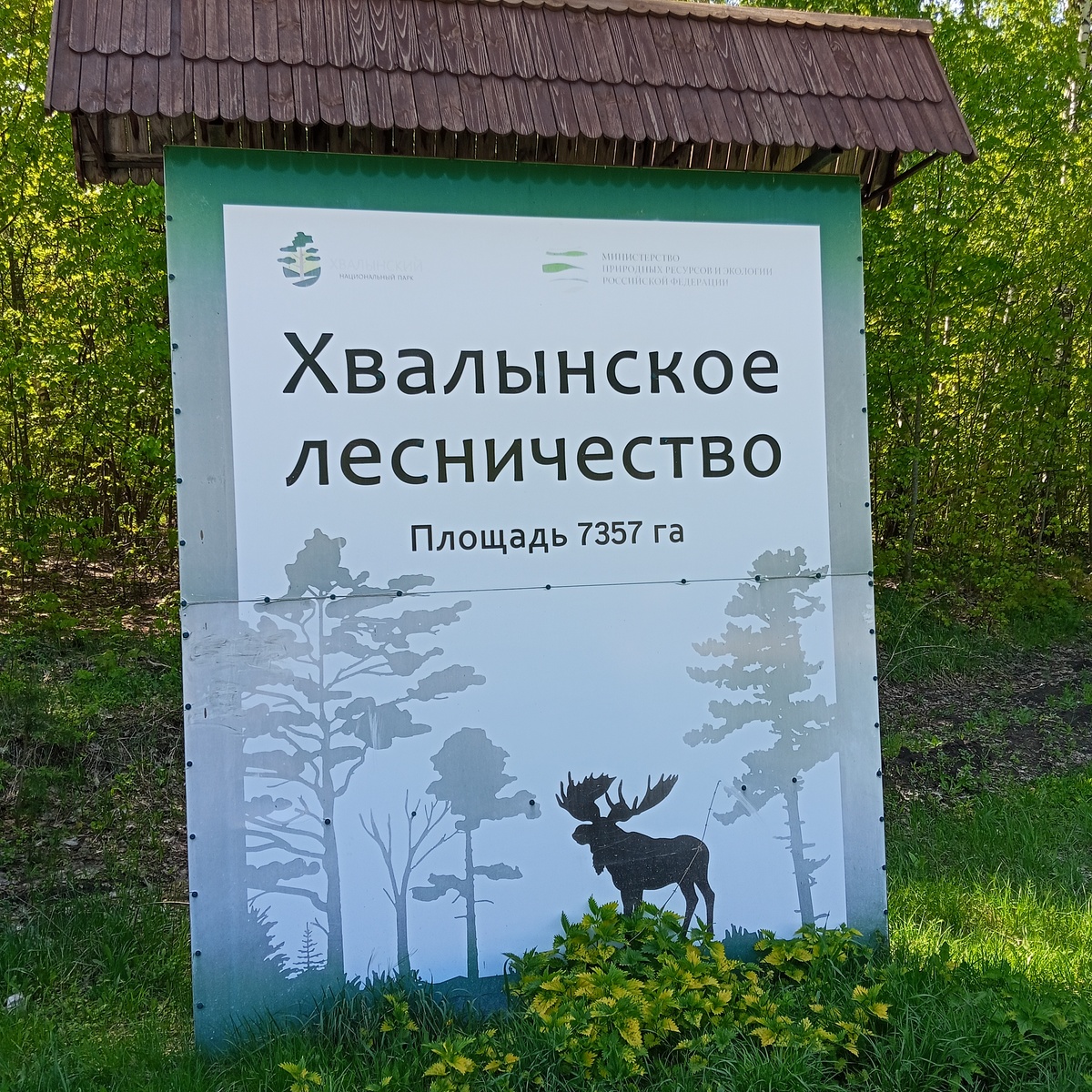 Хвалынское лесничество. Фото автора