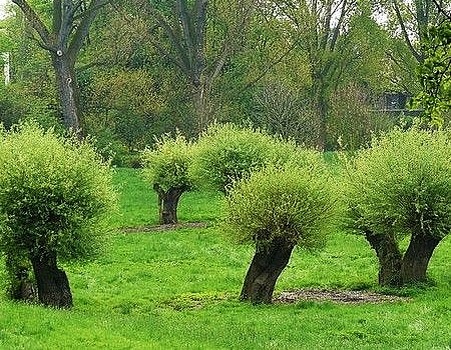 Якдекс картинки