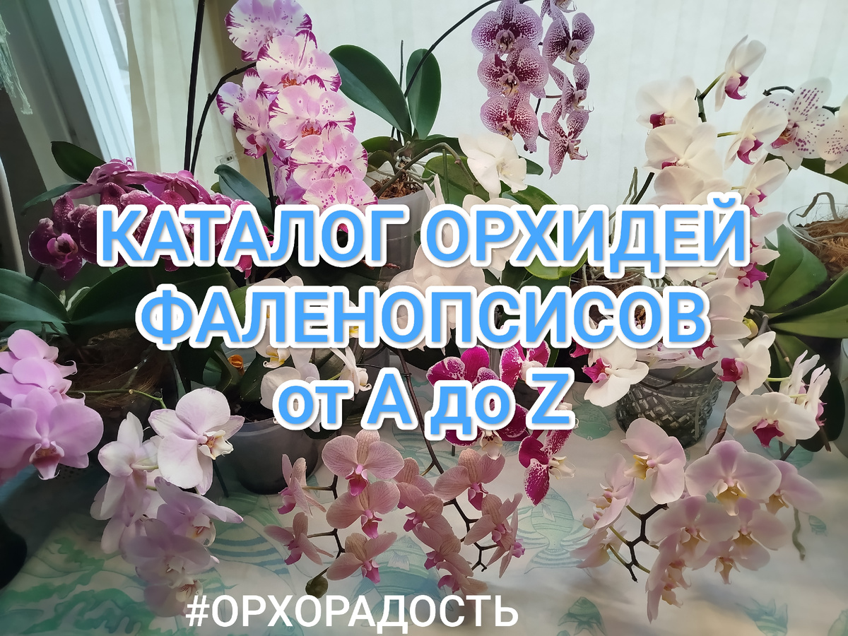 Алфавитный альбом - каталог орхидеи фаленопсисы ОРХОРАДОСТЬ 