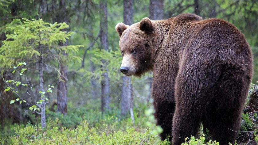    Фото с сайта soroka-news.ru с сайта soroka-news.ru