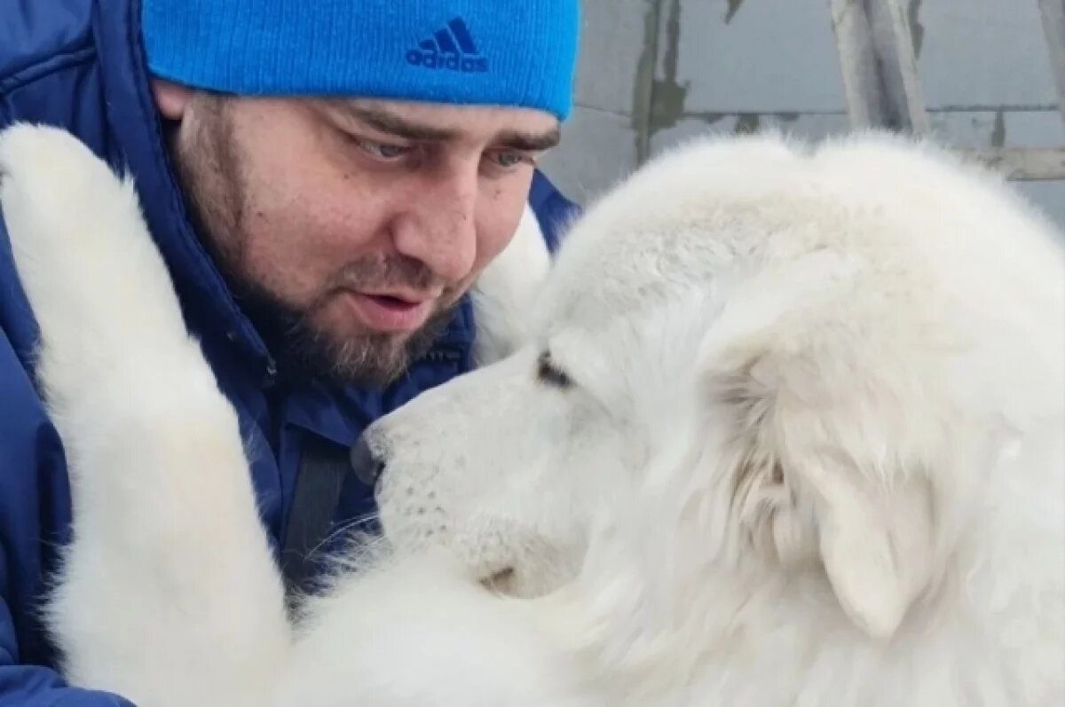    Мареммо-абруццкие овчарки покорили сердца Максимовых и полностью изменили жизнь семьи