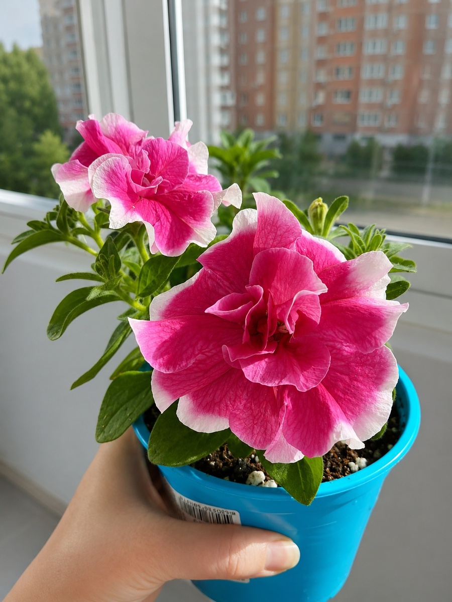 Мои петунечки. Румба, F-1. Это простая, для кашпо.