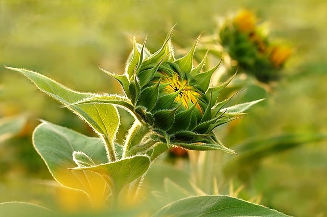 Фото: pixabay.com