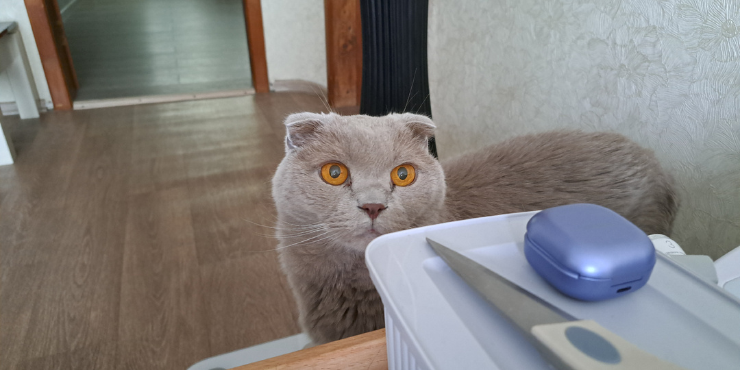 Что случилось с моим Ричем, к ветеринару попали в восемь вечера...