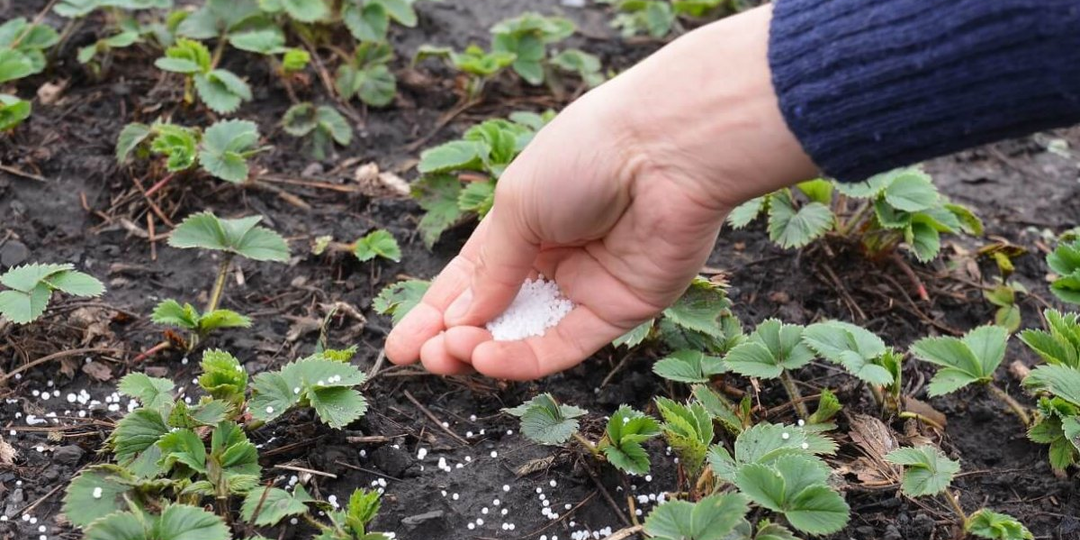 Клубника после этой майской подкормки усыпана ягодами: собираю вёдрами уже который год
