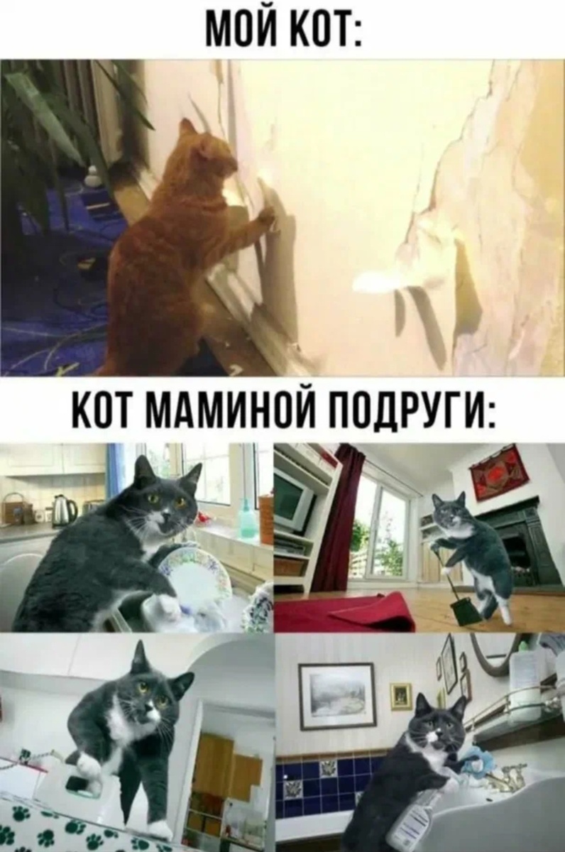 Кот,--взято из интернета с целью ознакомления. 