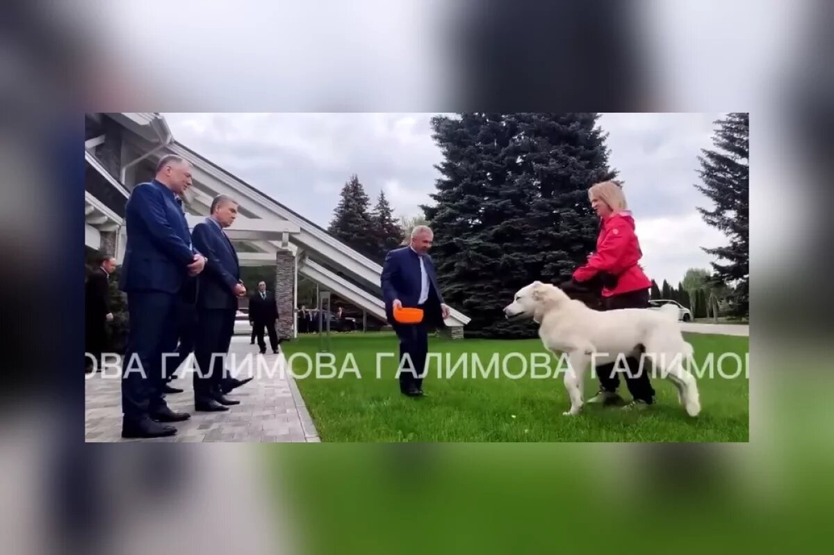    Бердымухамедову показали выросшего алабая, подаренного им Минниханову