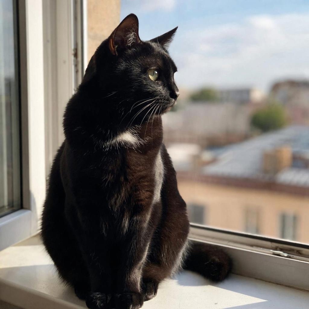 Черный котик