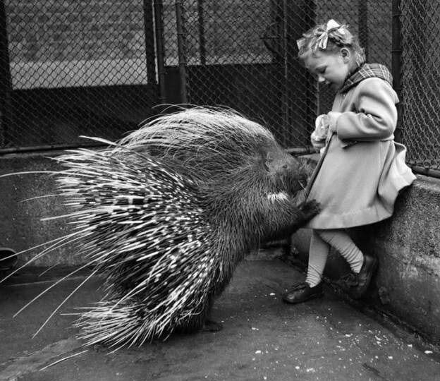 Девочка и дикобраз в Лондонском зоопарке, 1953 год.