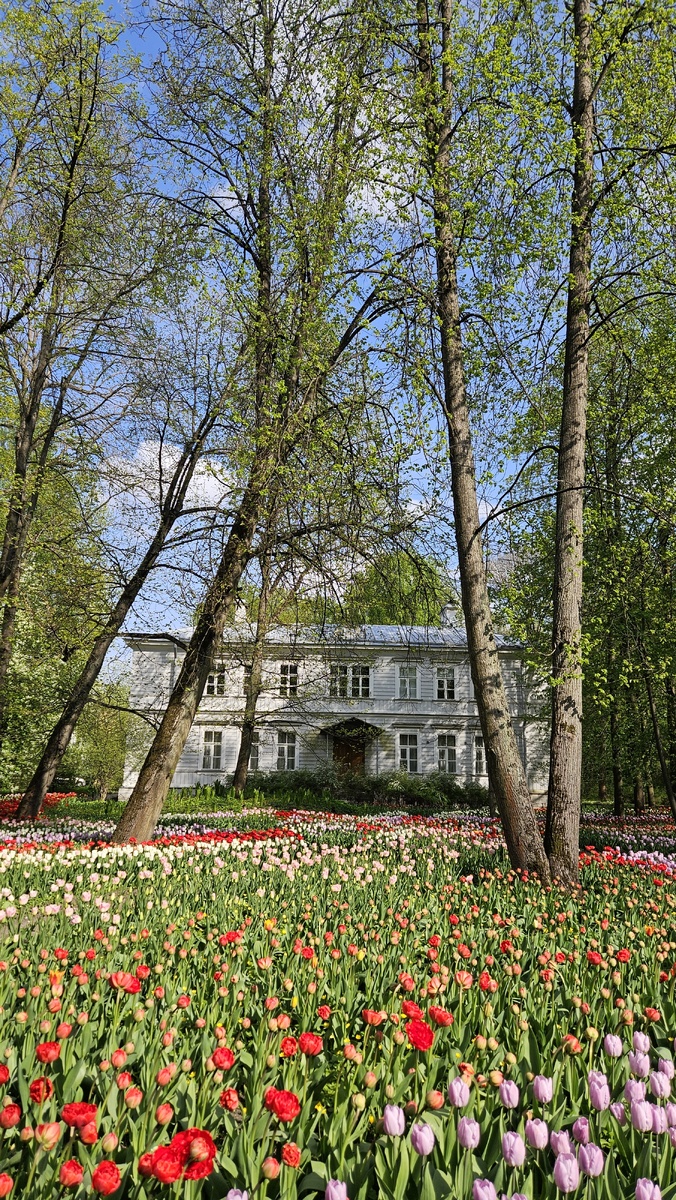 Тюльпаны Елагина острова — 2026 (фотография автора)
