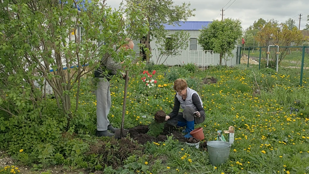 Сажаем
