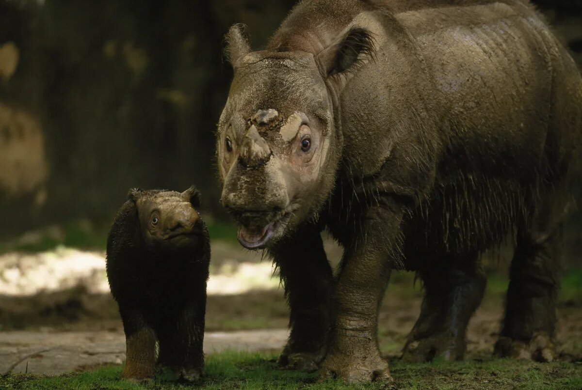 Источник: savesumatranrhinos.org