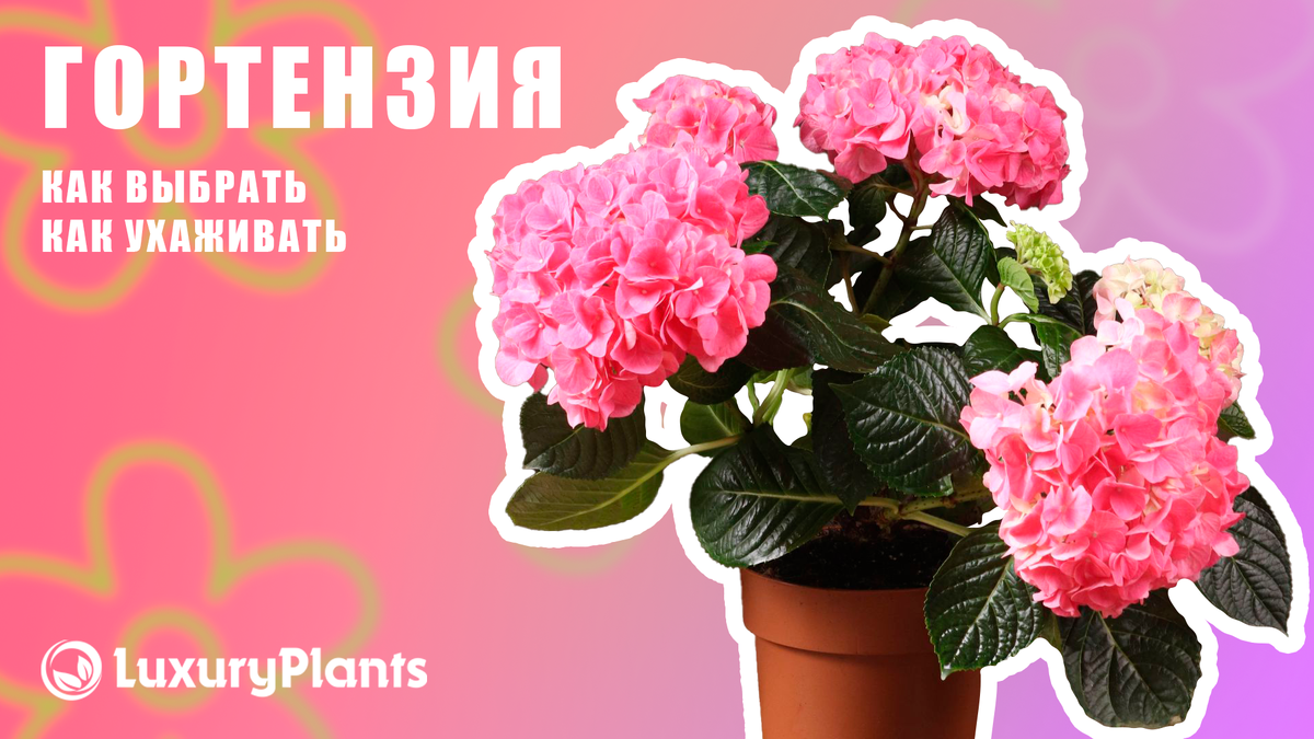 Растения в Luxury Plants