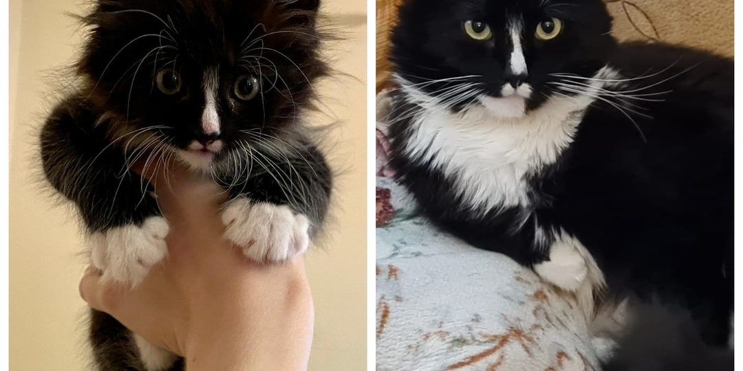 До и после: преображение взгляда домашнего кота