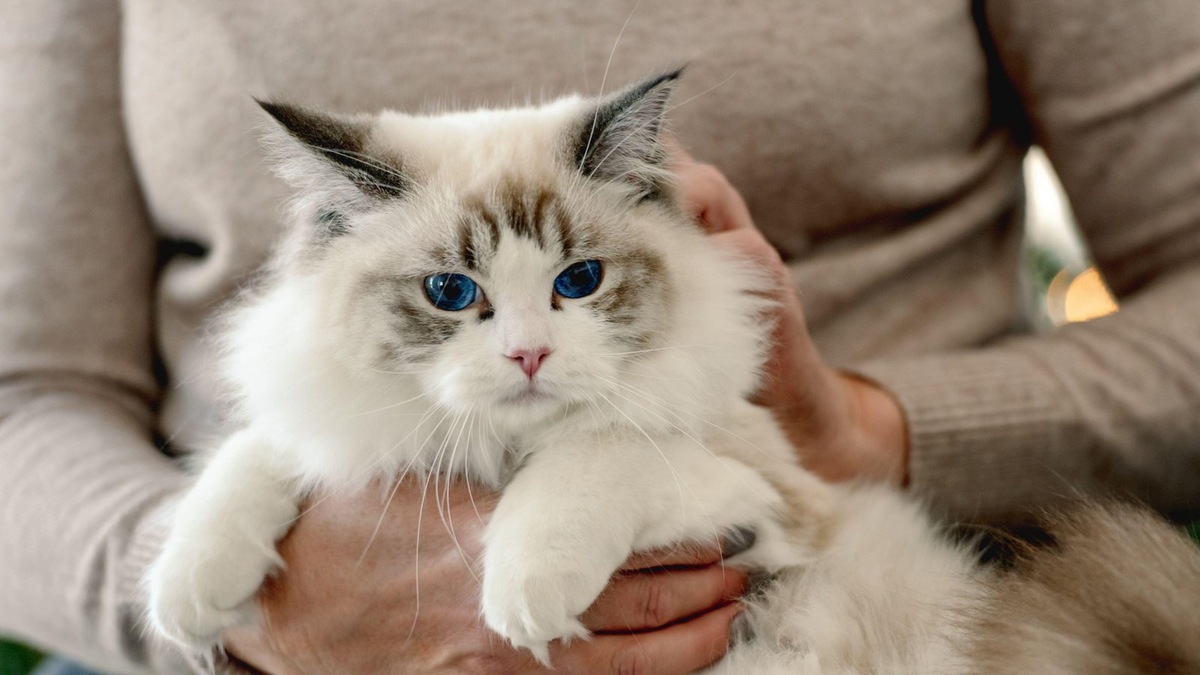    Так выглядит кошка породы рэгдолл