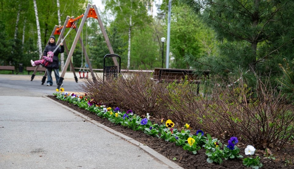    В Центральном парке Новосибирска высадили яркие и морозостойкие виолы. Фото: Дирекция городских парков города Новосибирска