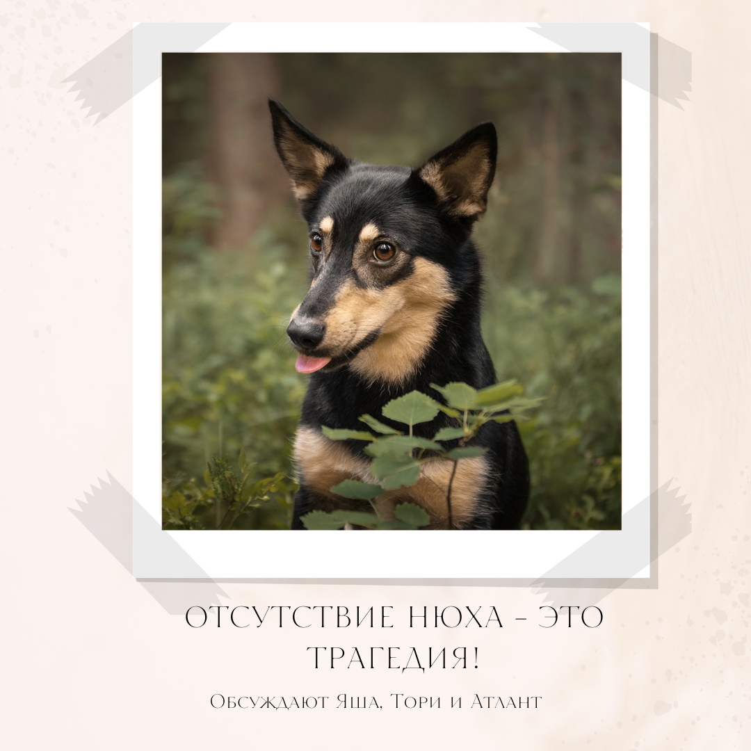 Фото: дворняга Тори, проект "Люди и их собаки", зоопсихолог и кинолог Екатерина Кастрицкая
