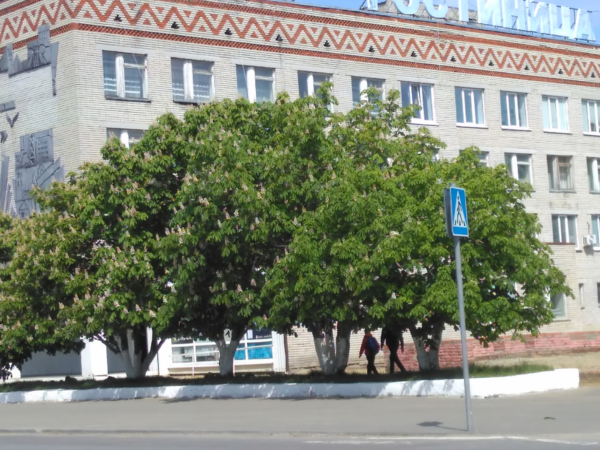 Цветущие каштаны у гостинницы Нижний Ломов-фото автора