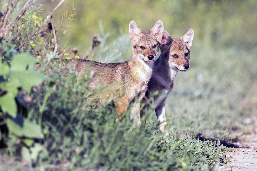   © GlobalLookPress