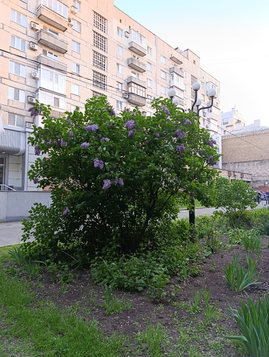 Донецкая сирень.